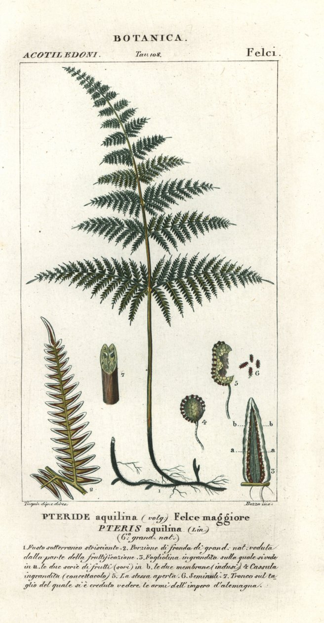 常见的蕨类植物或制动器，Pteridium aquilinum 作者 stanghi stanghi