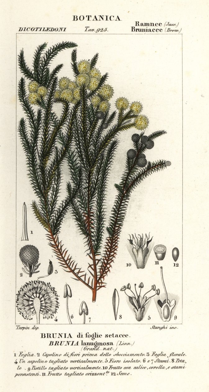 普通棉花丛，Berzelia lanuginosa 作者 stanghi stanghi