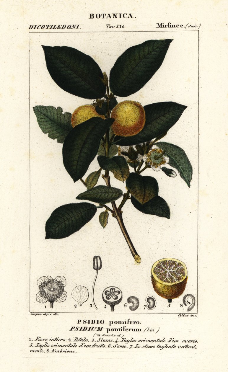 普通番石榴、Psidium guajava 作者 stanghi stanghi