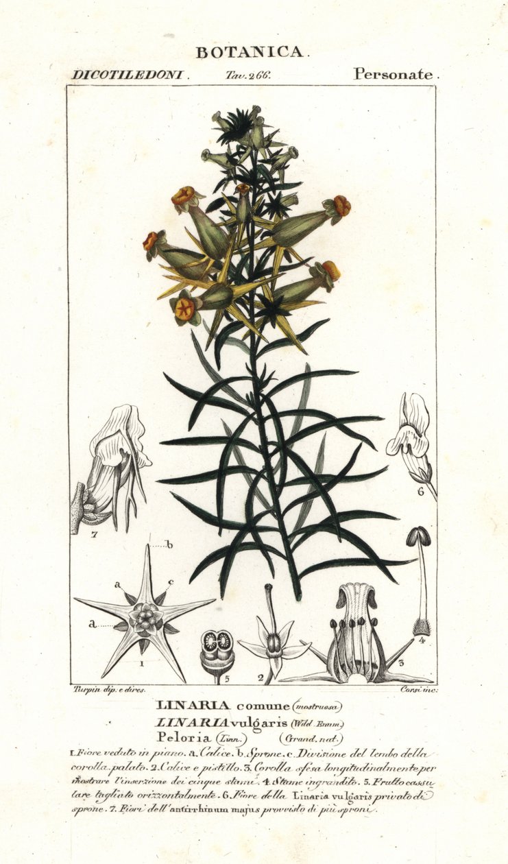 普通蟾酥或黄蟾酥，Linaria vulgaris 作者 stanghi stanghi