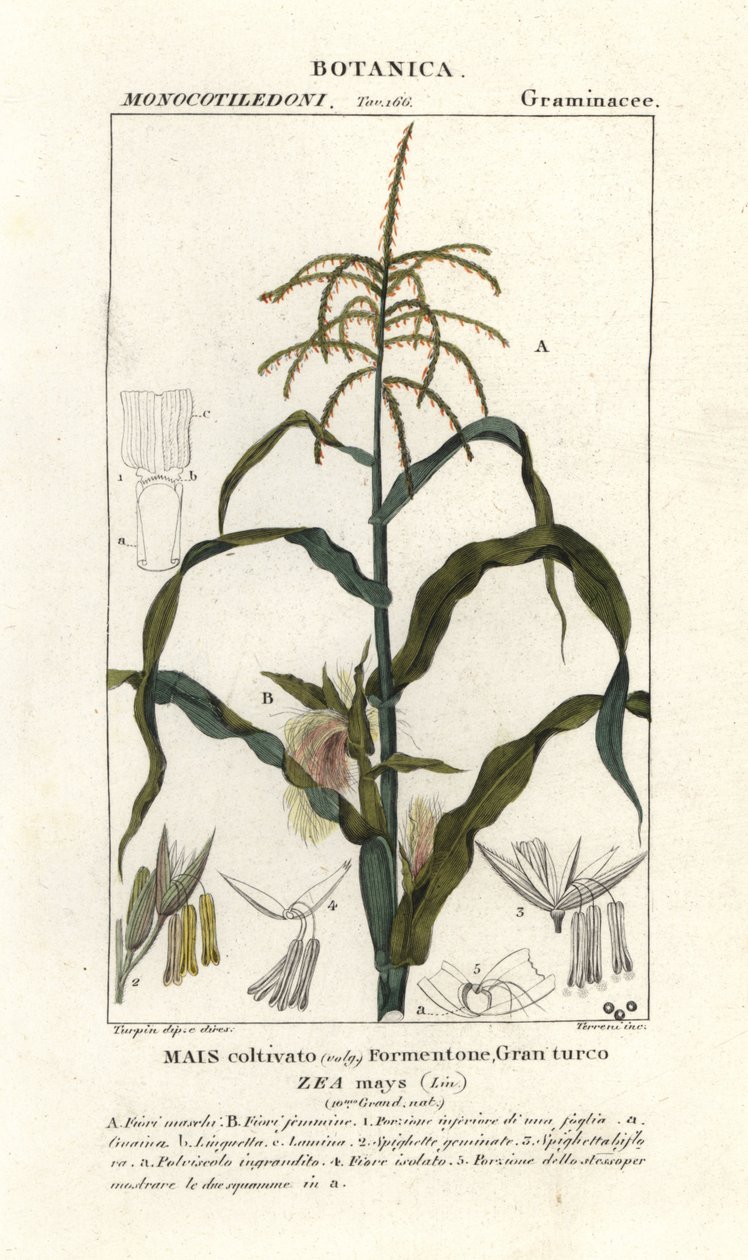玉米或玉蜀黍、玉米 作者 stanghi stanghi