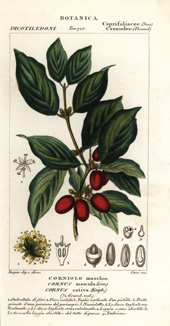 山茱萸 作者 stanghi stanghi