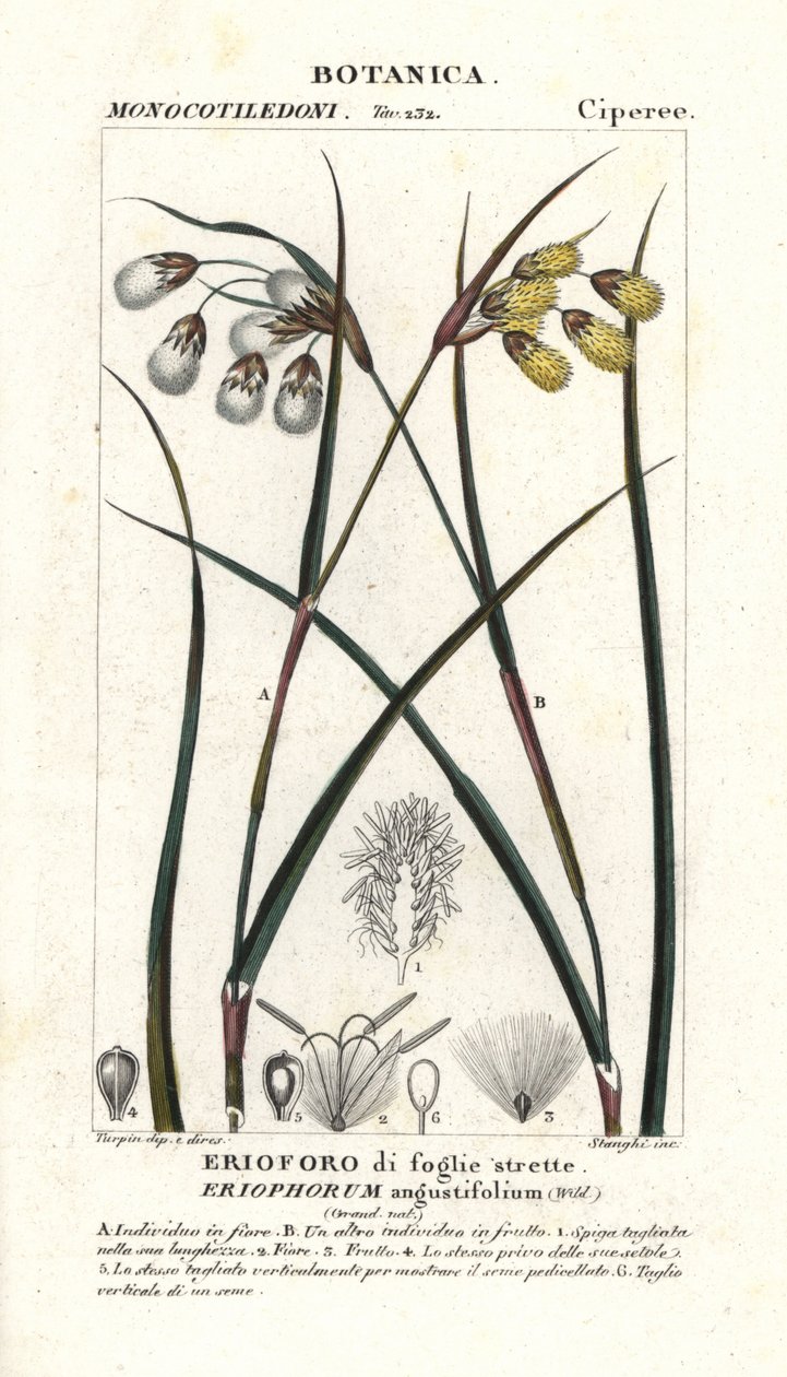 棉花草，Eriophorum angustifolium 作者 stanghi stanghi