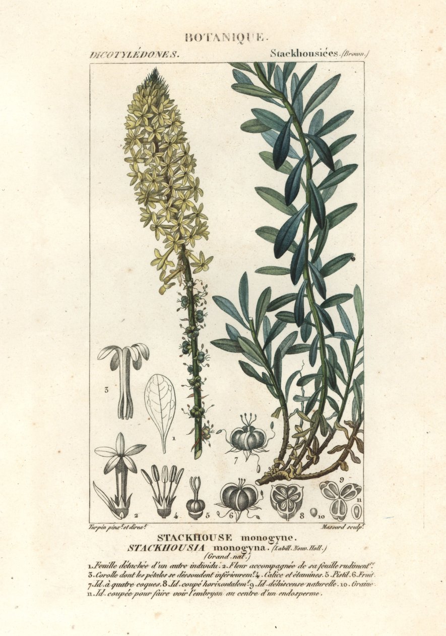 奶油蜡烛，Stackhousia monogyna 作者 stanghi stanghi