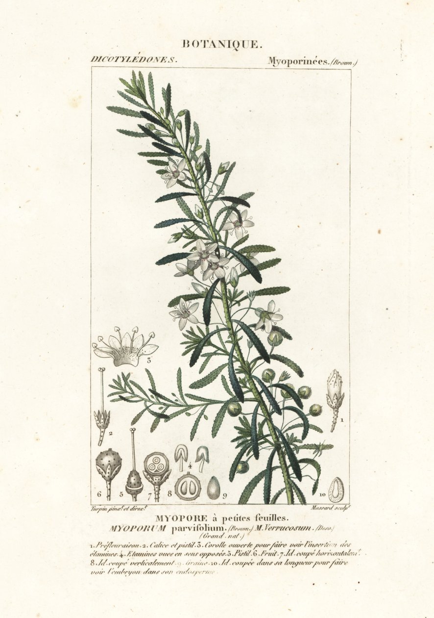 匍匐的 boobialla, Myoporum parvifolium 作者 stanghi stanghi