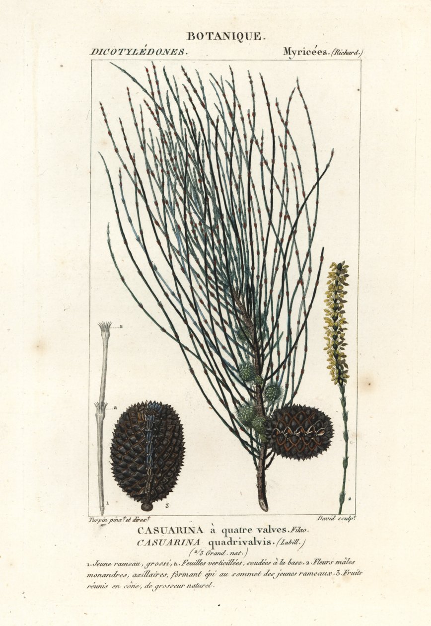 下垂的 sheoak Allocasuarina verticillata 作者 stanghi stanghi
