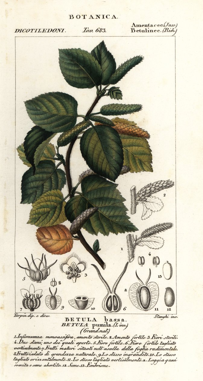 矮桦，Betula pumila 作者 stanghi stanghi