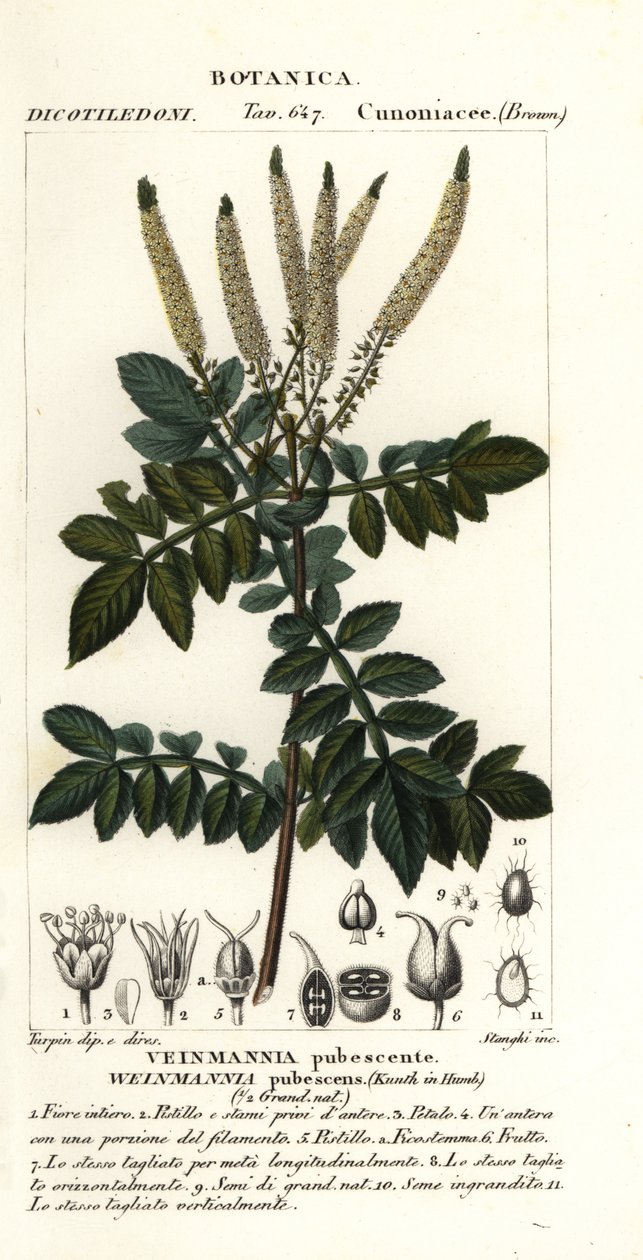 Encenillo, Weinmannia pubescens 作者 stanghi stanghi