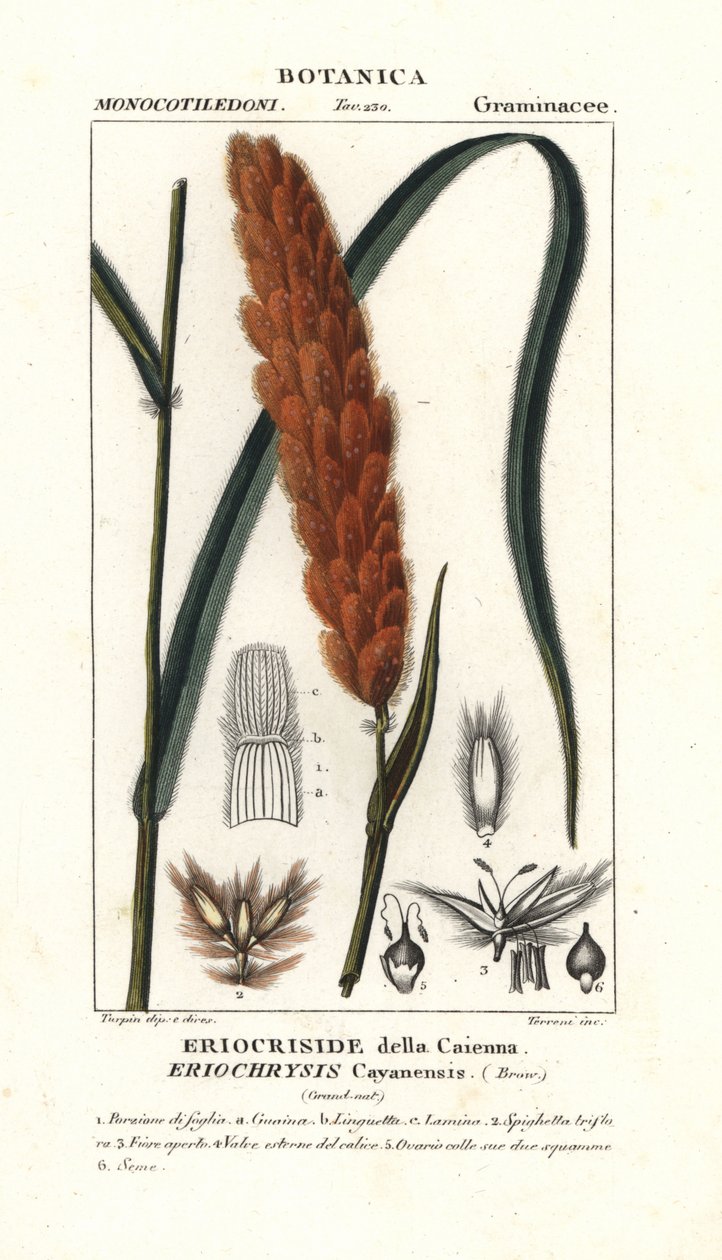Eriochrysis cayannensis，热带美洲草 作者 stanghi stanghi