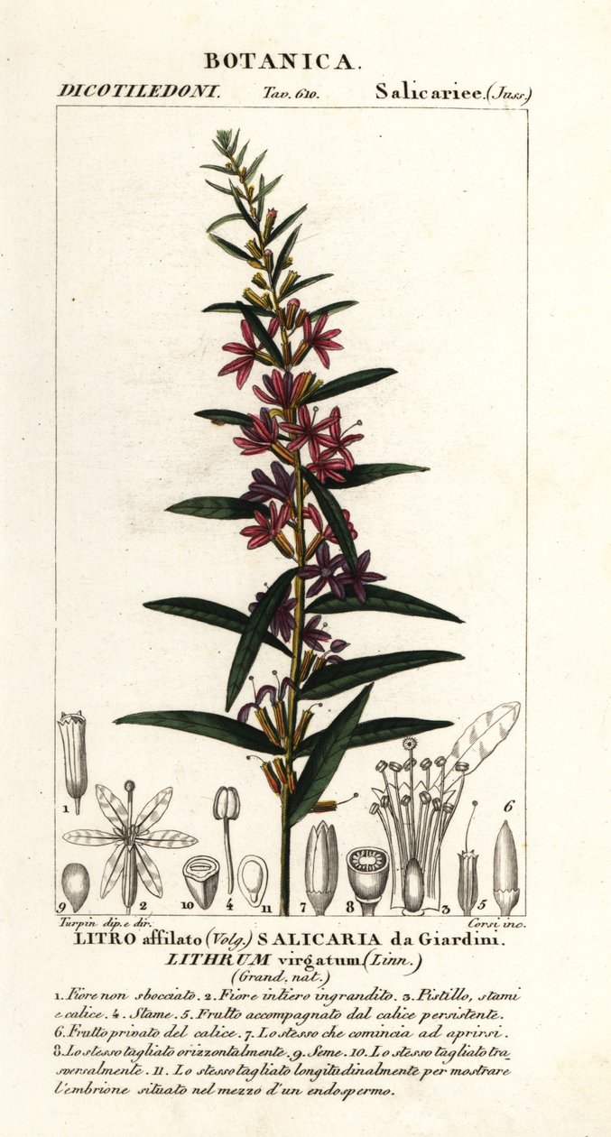 欧洲缕缕草，Lythrum virgatum 作者 stanghi stanghi