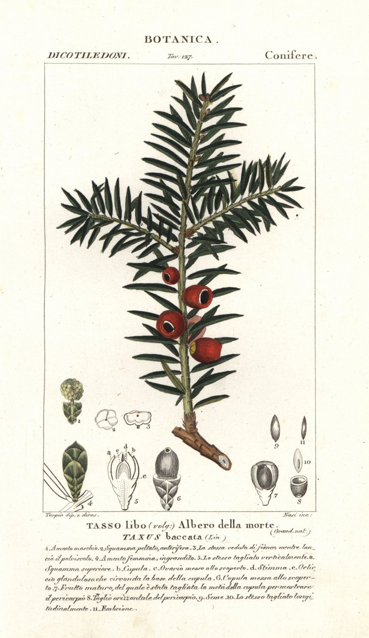 欧洲红豆杉树，红豆杉 作者 stanghi stanghi