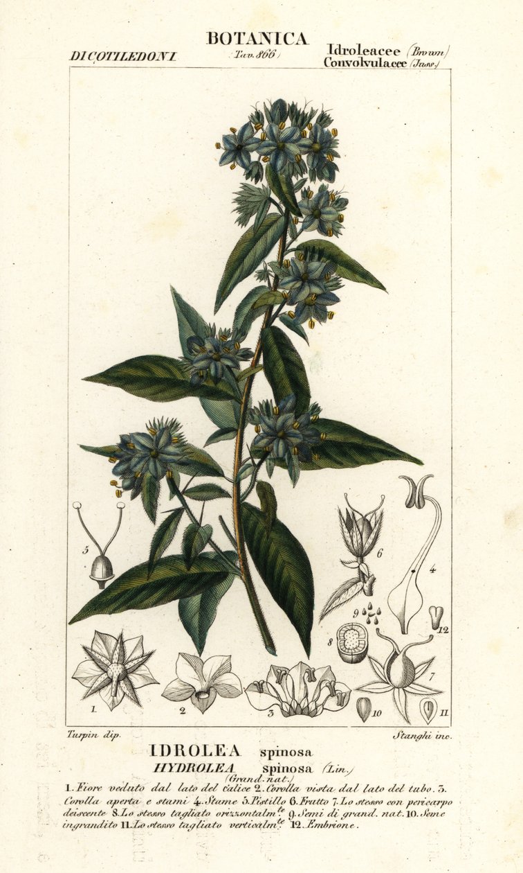 False fiddleleaf, Hydrolea spinosa 作者 stanghi stanghi