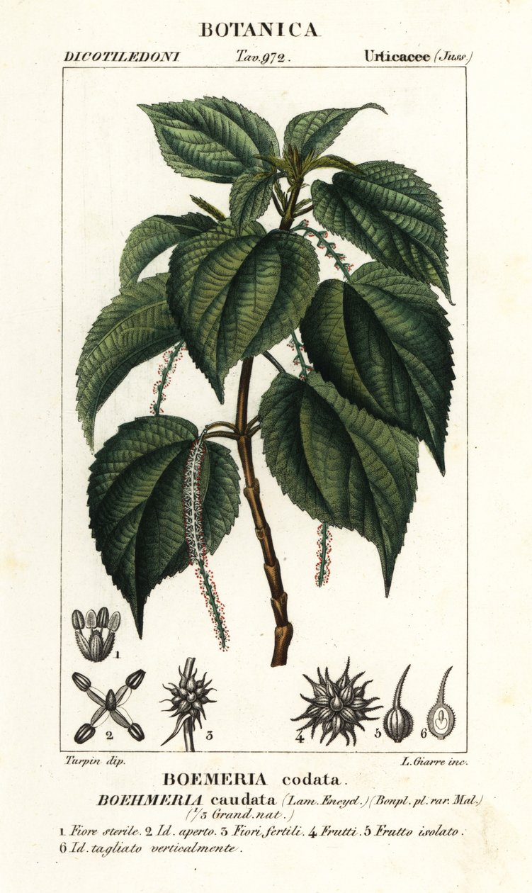 假荨麻，Boehmeria caudata 作者 stanghi stanghi