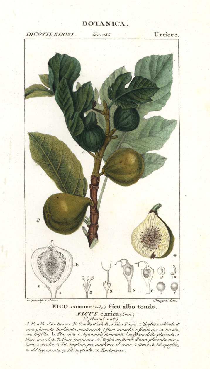 无花果树和果实，Ficus carica 作者 stanghi stanghi