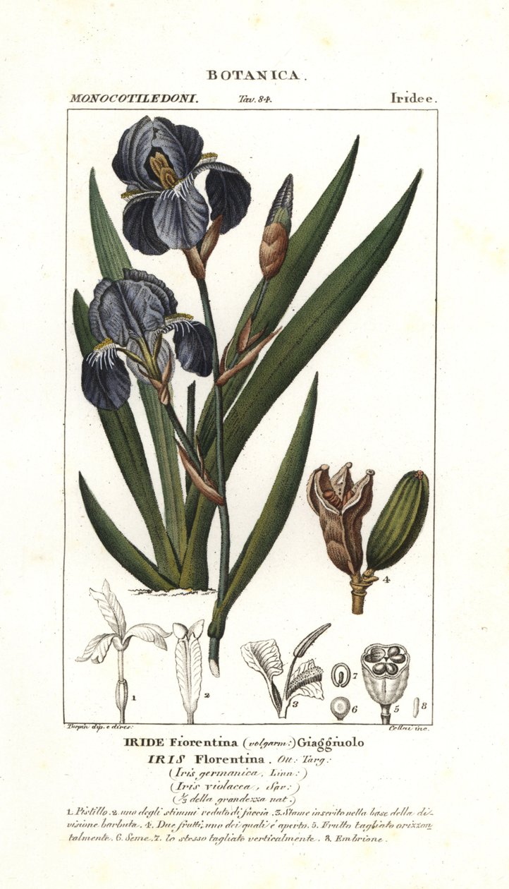 佛罗伦萨鸢尾花，Iris germanica var florentina 作者 stanghi stanghi