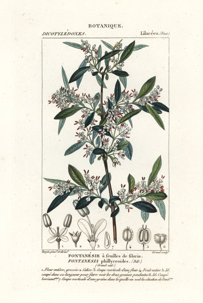 水仙花 作者 stanghi stanghi