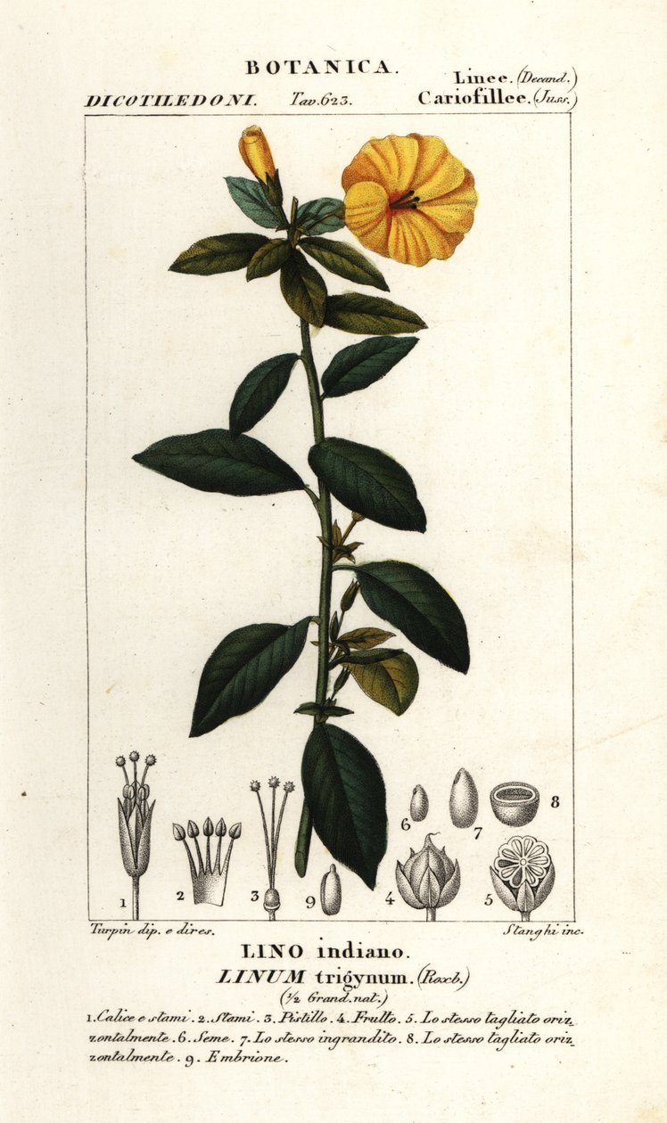 法国亚麻，Linum trigynum 作者 stanghi stanghi