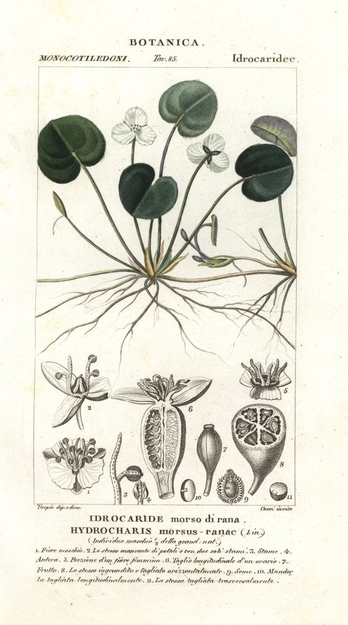 Frogbit, Hydrocharis 咬蛙 作者 stanghi stanghi
