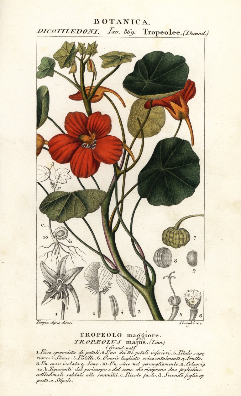 花园金莲花、金莲花 作者 stanghi stanghi