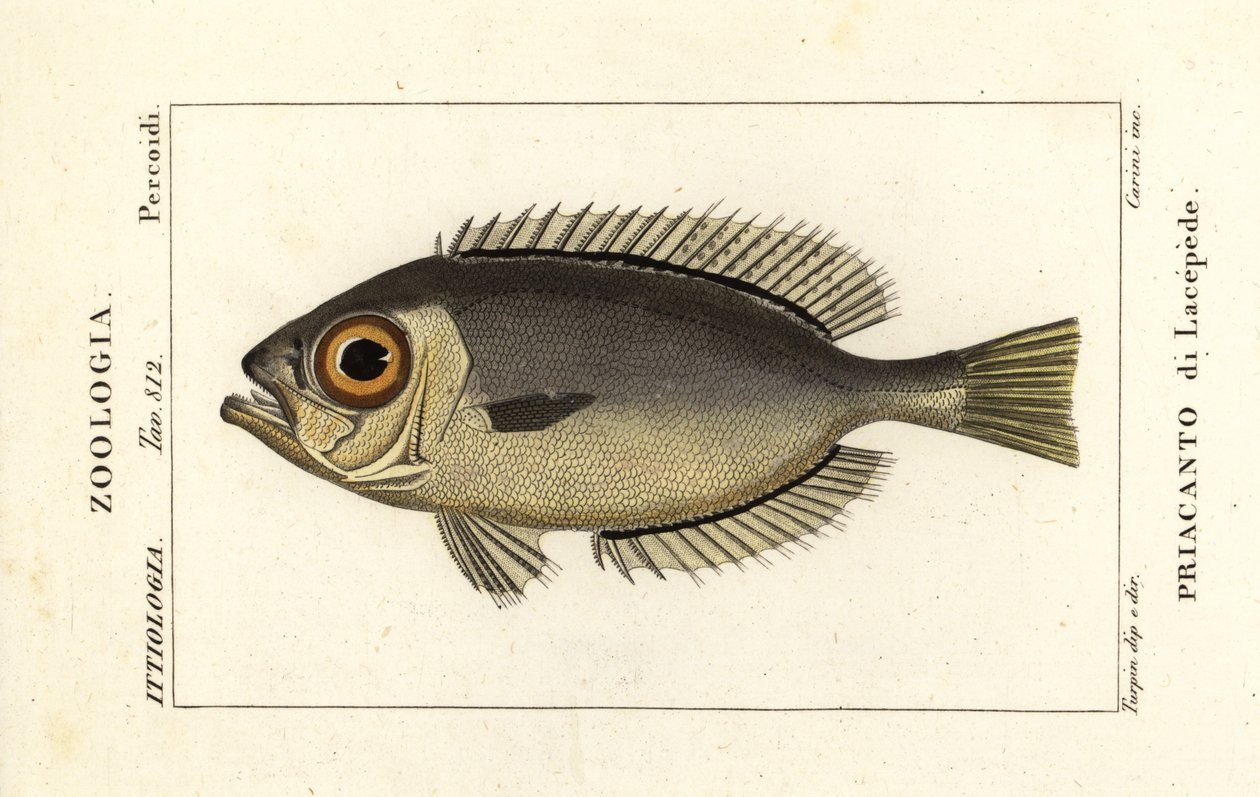 玻璃眼大眼鲷 Heteropriacanthus cruentatus 作者 stanghi stanghi
