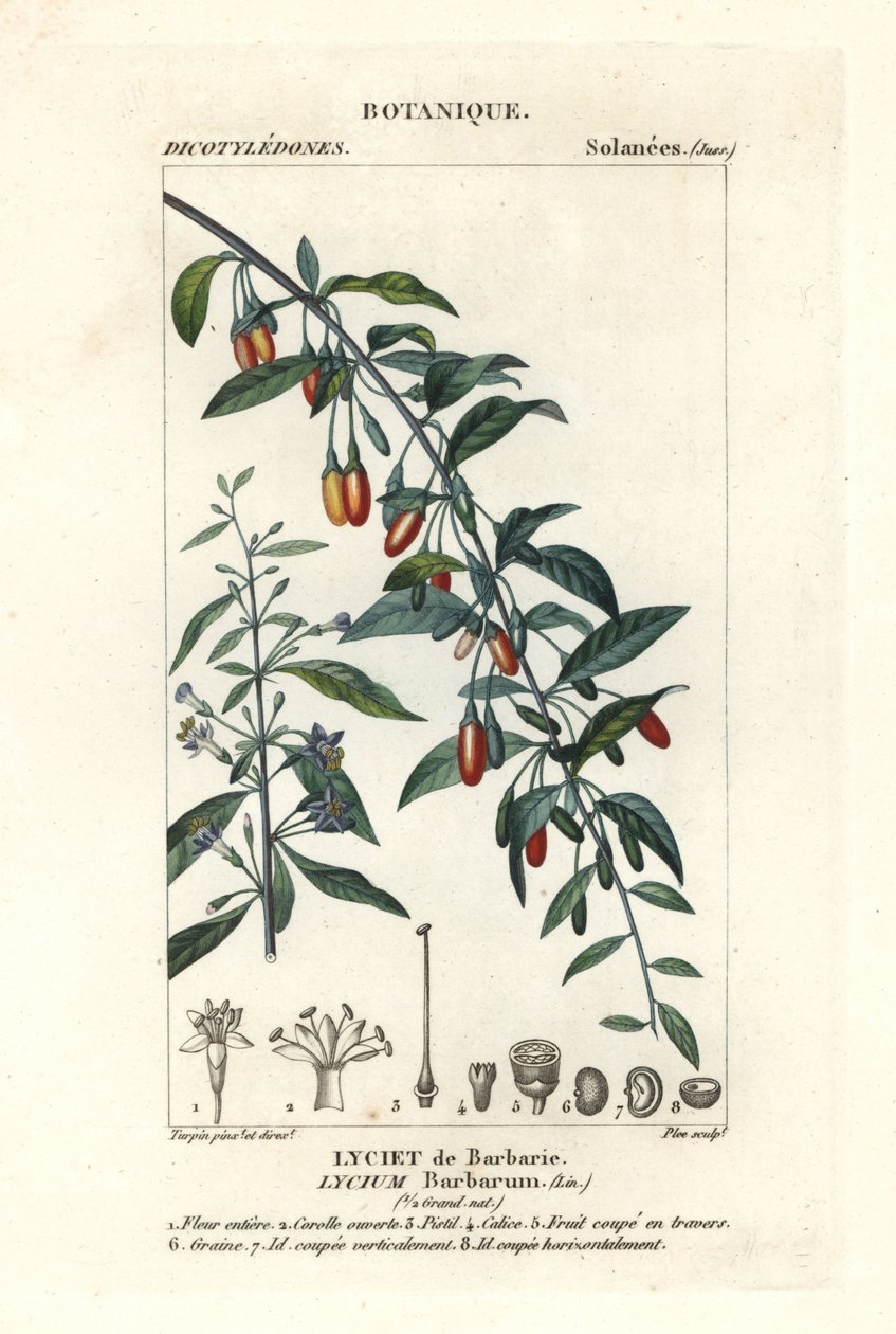 枸杞、枸杞 作者 stanghi stanghi
