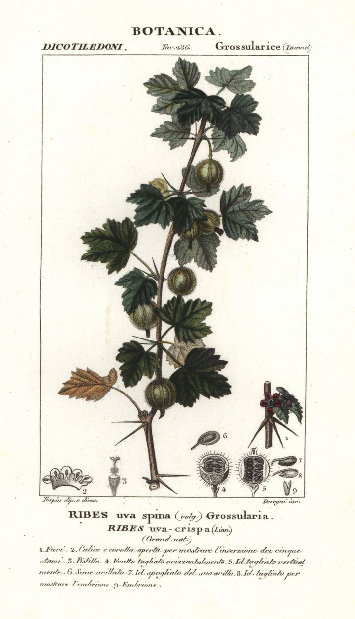 醋栗、Ribes uva-crispa 作者 stanghi stanghi
