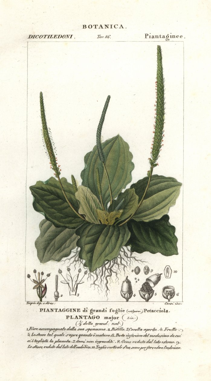 大车前草 作者 stanghi stanghi