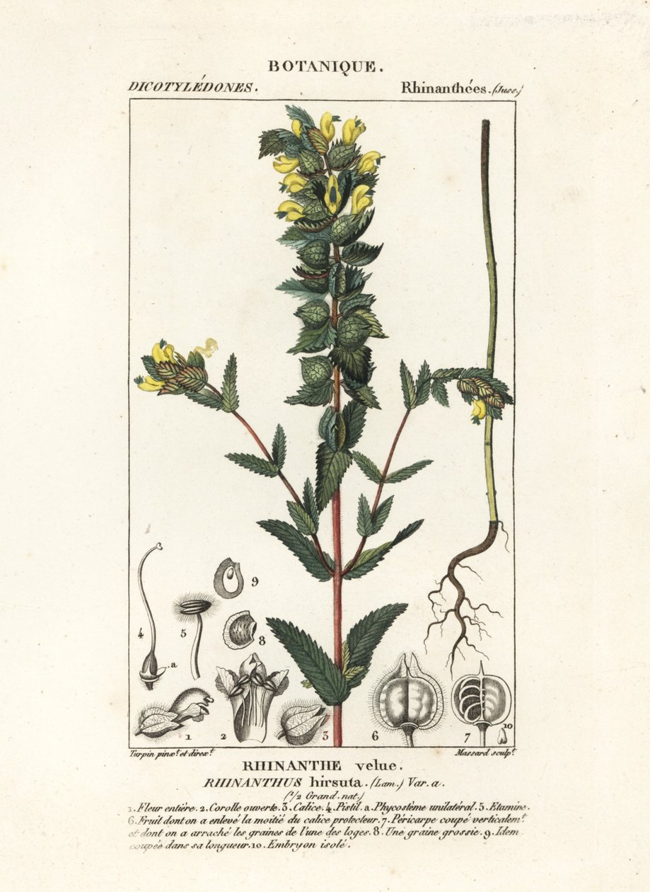 大黄拨浪鼓 Rhinanthus alectorolophus 作者 stanghi stanghi