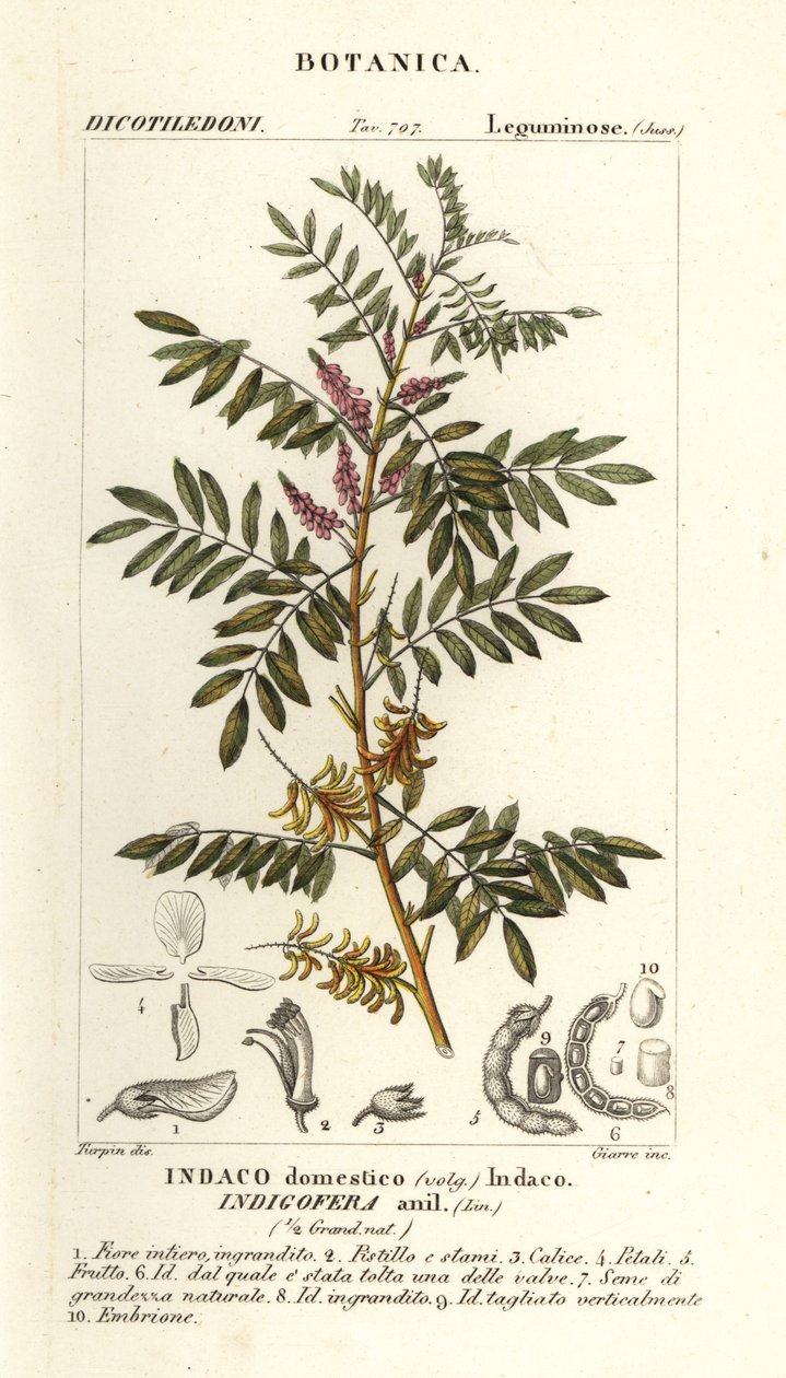 危地马拉靛蓝、Indigofera suffruticosa 作者 stanghi stanghi