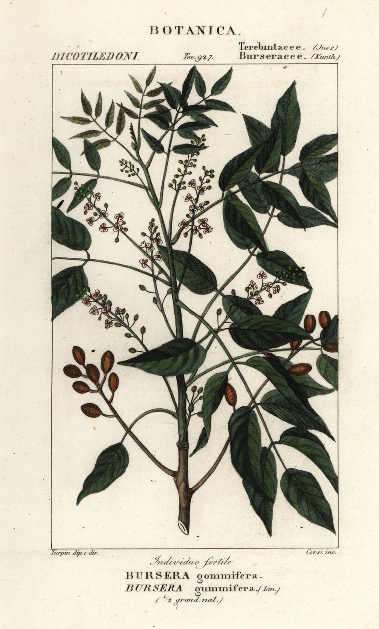 Gumbo-limbo, Bursera simaruba 作者 stanghi stanghi