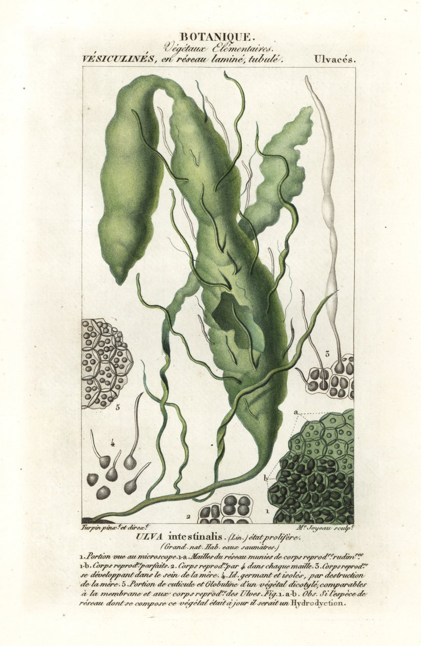Gutweed 或草海带，石莼 作者 stanghi stanghi