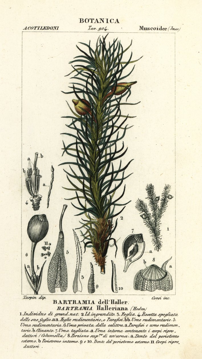 哈勒苹果苔，Bartramia halleriana 作者 stanghi stanghi