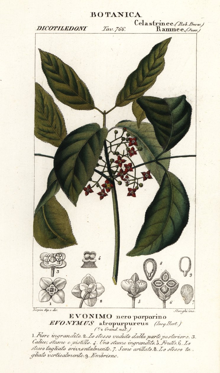 汉密尔顿刺桐，Euonymus hamiltonianus 作者 stanghi stanghi