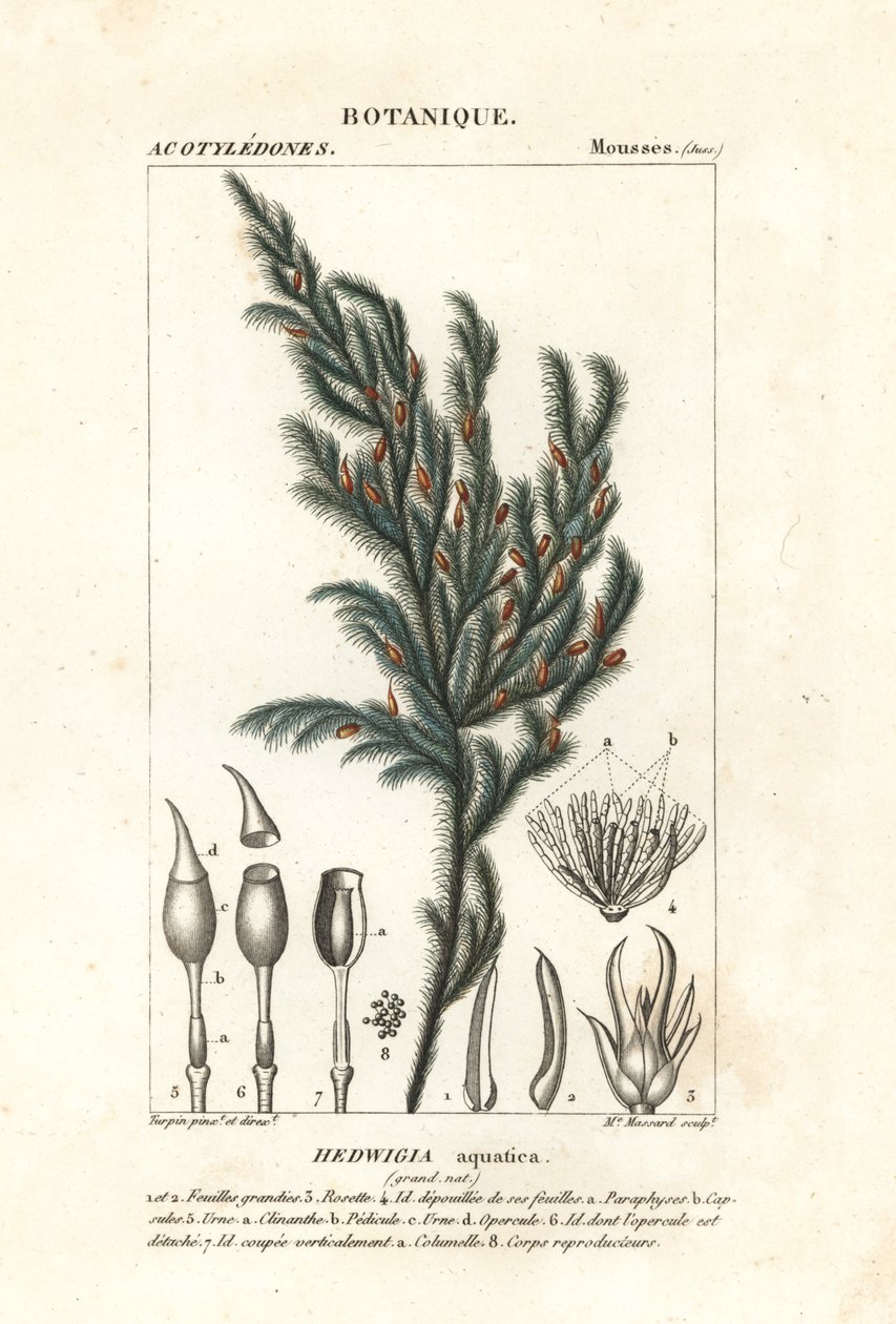 水生苔藓 作者 stanghi stanghi