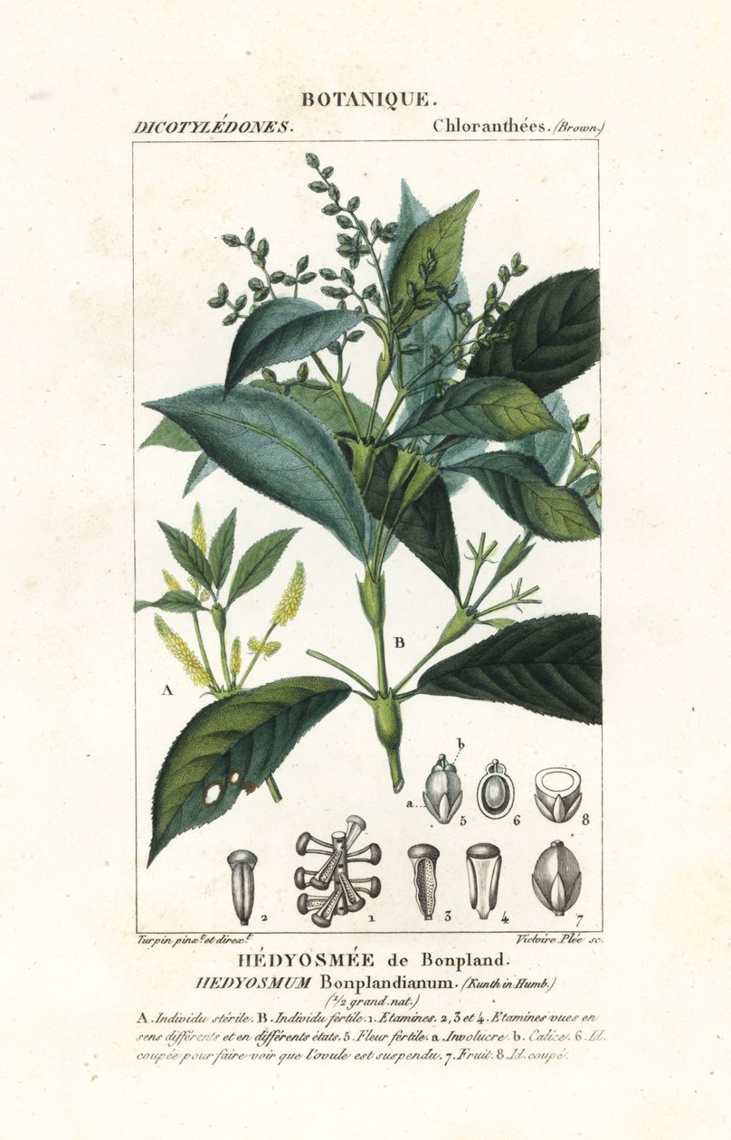 Hedyosmum bonplandianum, Kunth 作者 stanghi stanghi