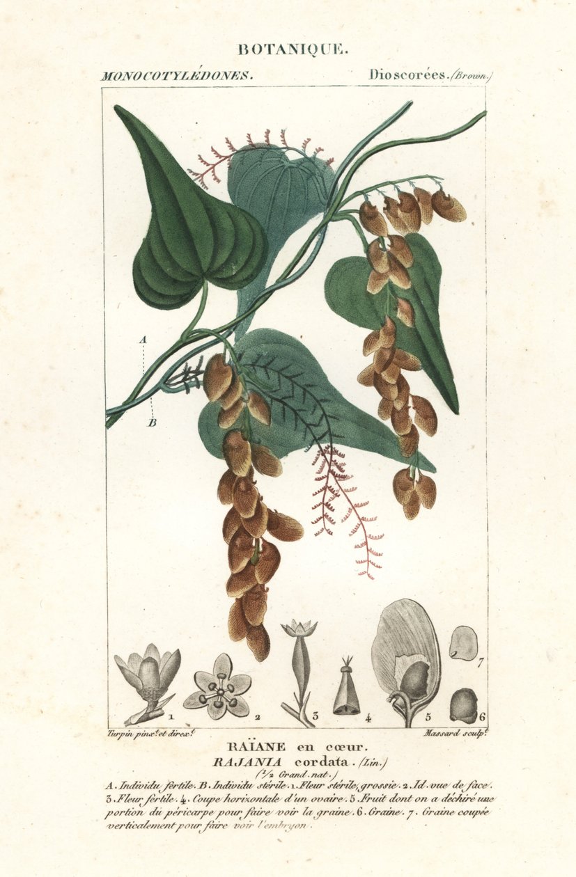 辛伯树，Rajania cordata 作者 stanghi stanghi