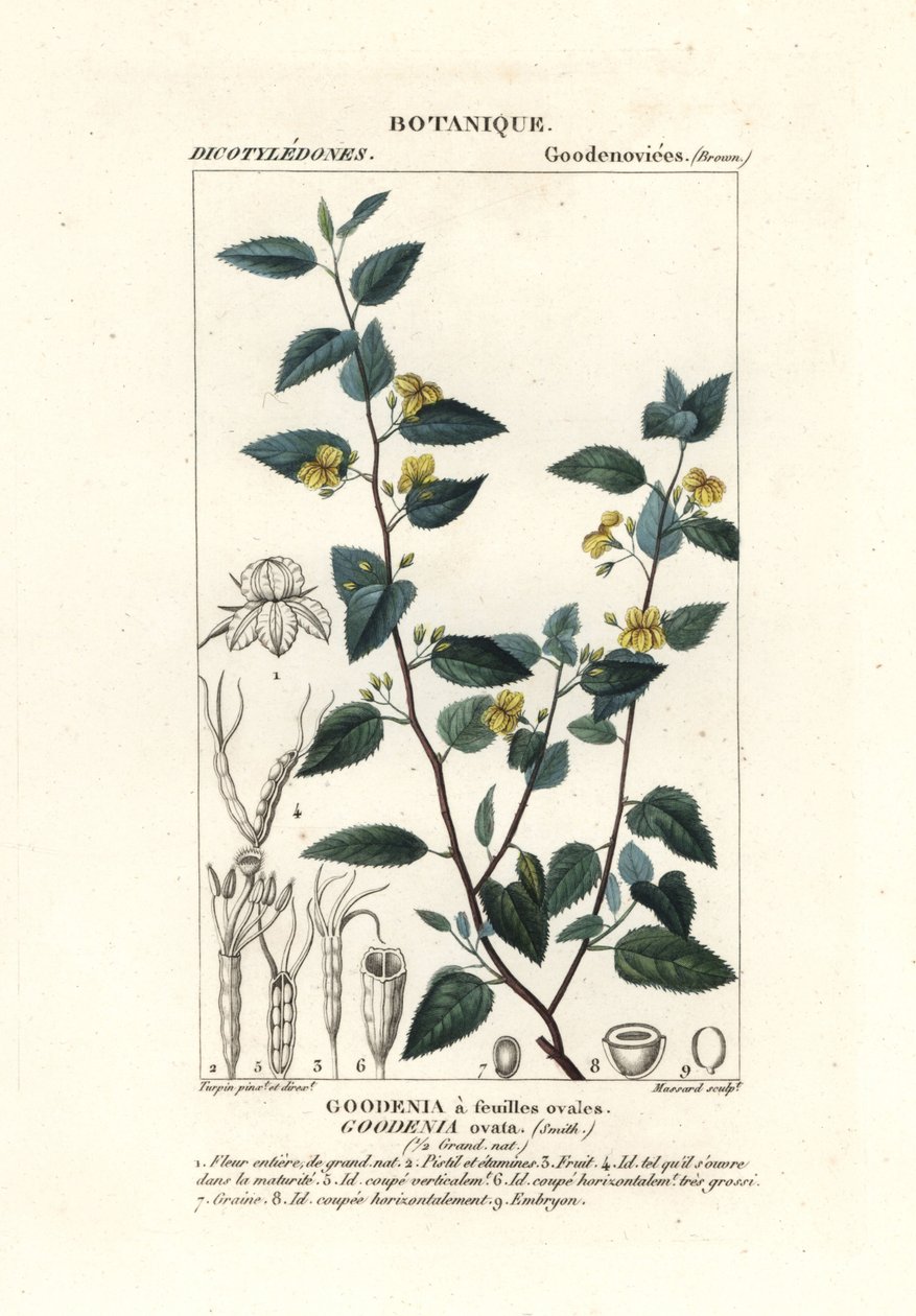 古德尼亚啤酒花、古德尼亚卵形 作者 stanghi stanghi