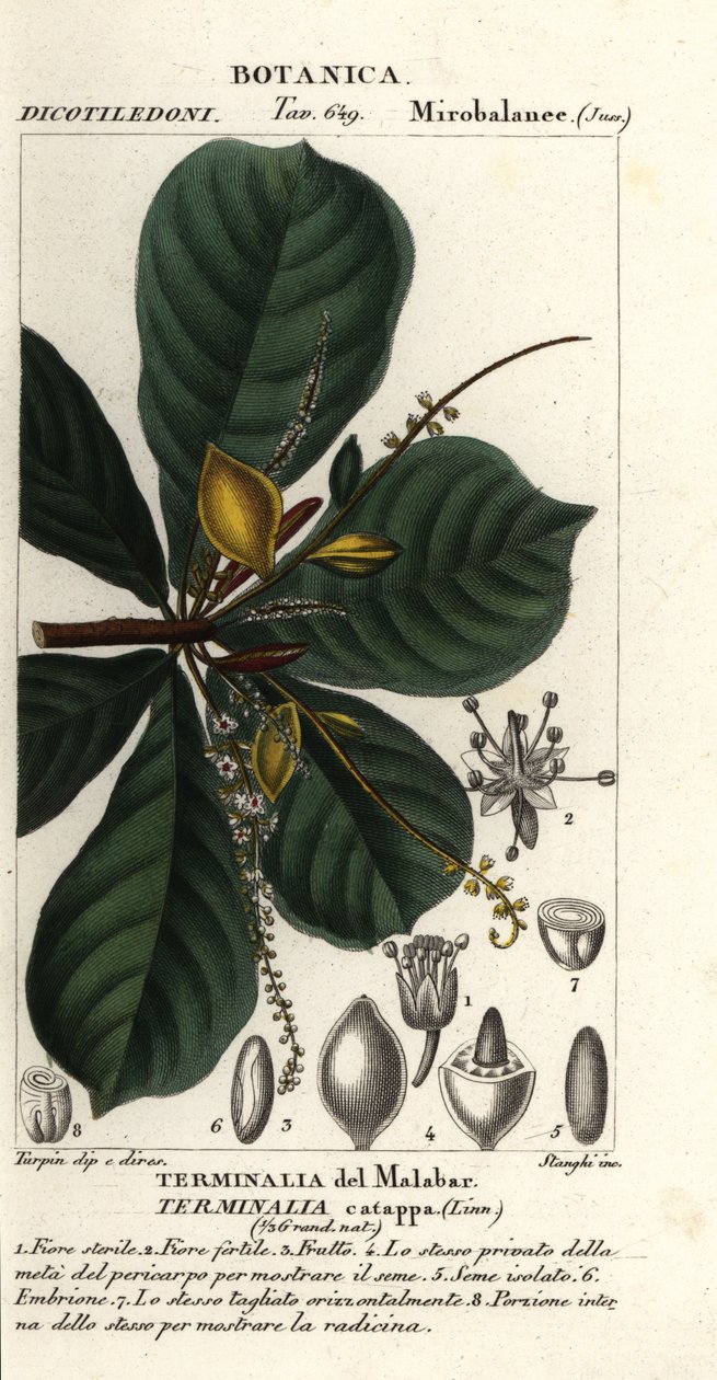 印度杏，Terminalia catappa 作者 stanghi stanghi
