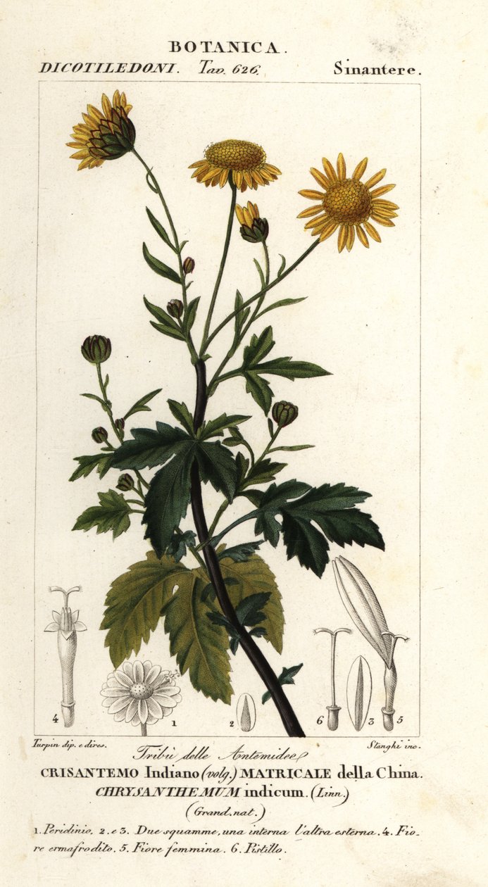 印度菊花、印度菊花 作者 stanghi stanghi