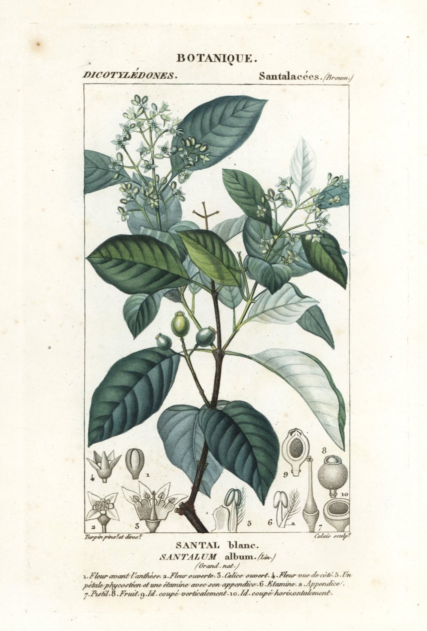印度檀香，Santalum album，易受伤害 作者 stanghi stanghi
