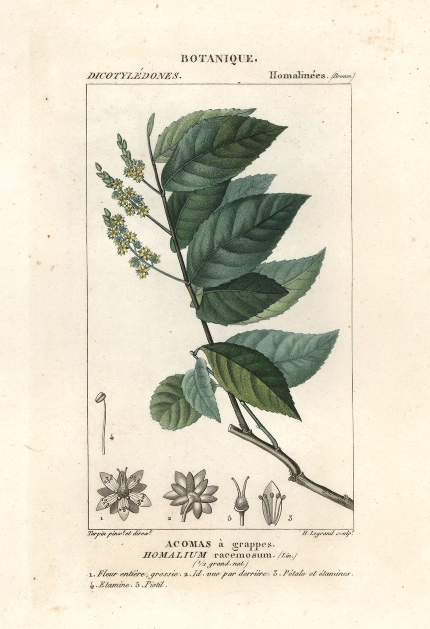 铁树，Homalium racemosum 作者 stanghi stanghi