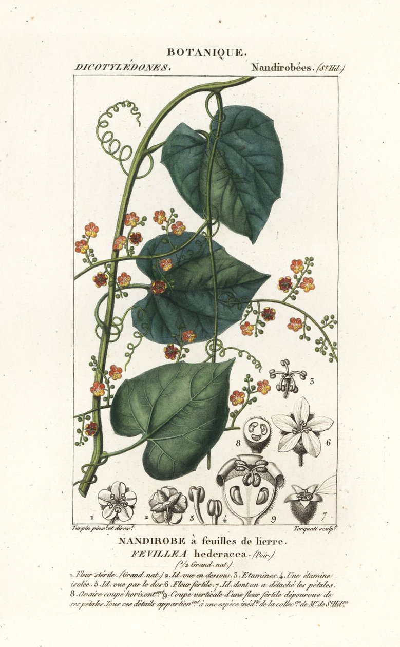Javillo 或解毒烟草，Fevillea cordifolia 作者 stanghi stanghi