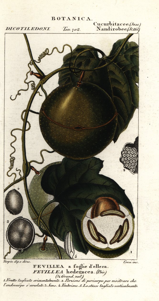 Javillo 或解毒剂浣熊果，Fevillea cordifolia 作者 stanghi stanghi