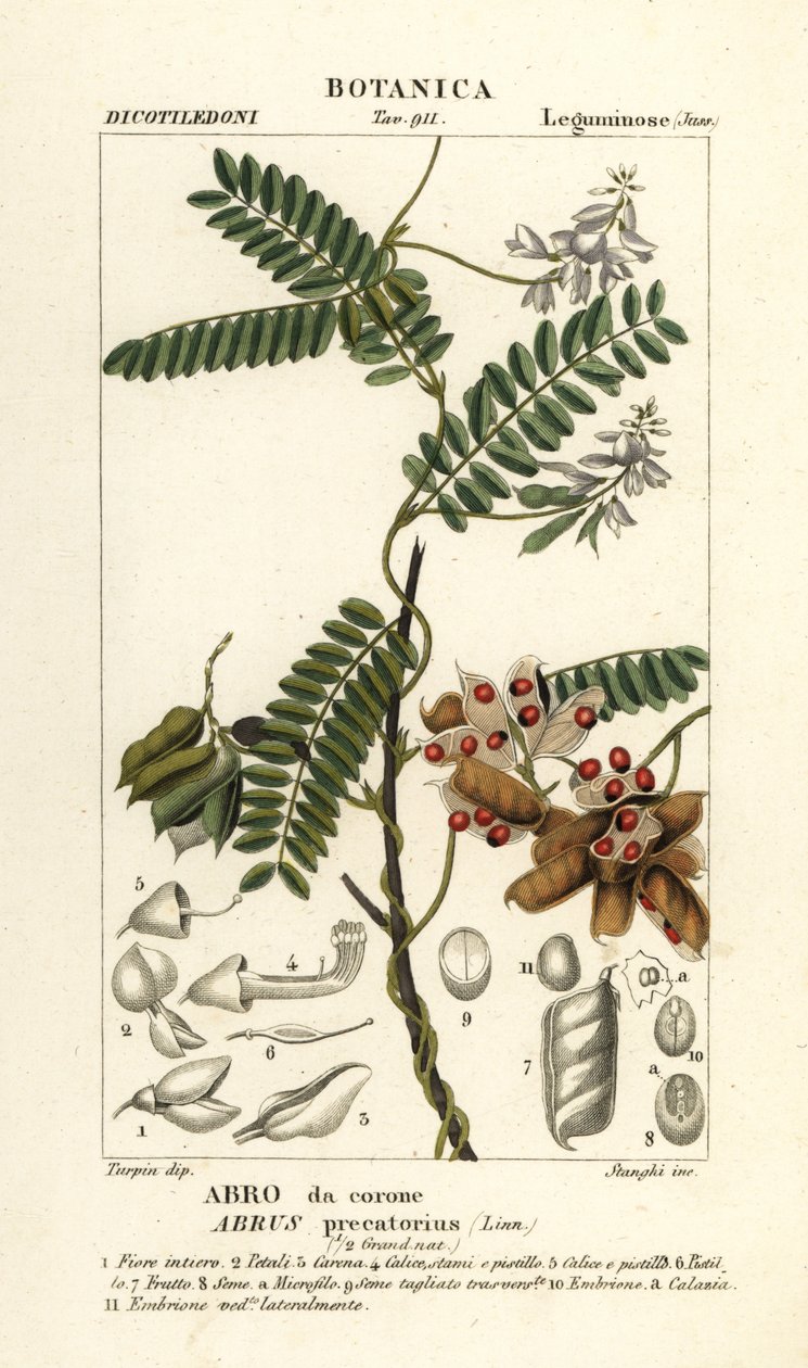 Jequirity 豆或念珠豌豆，Abrus precatorius 作者 stanghi stanghi