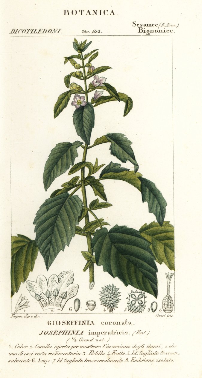 约瑟芬 作者 stanghi stanghi