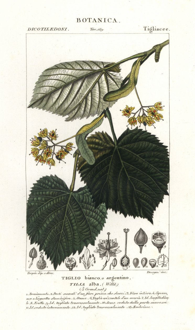 椴树或椴树，Tilia alba 作者 stanghi stanghi