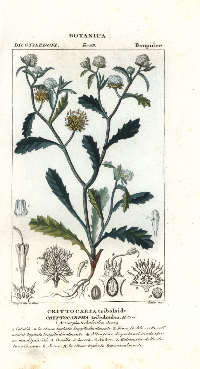 芡实夫人, Acicarpha ribloides 作者 stanghi stanghi