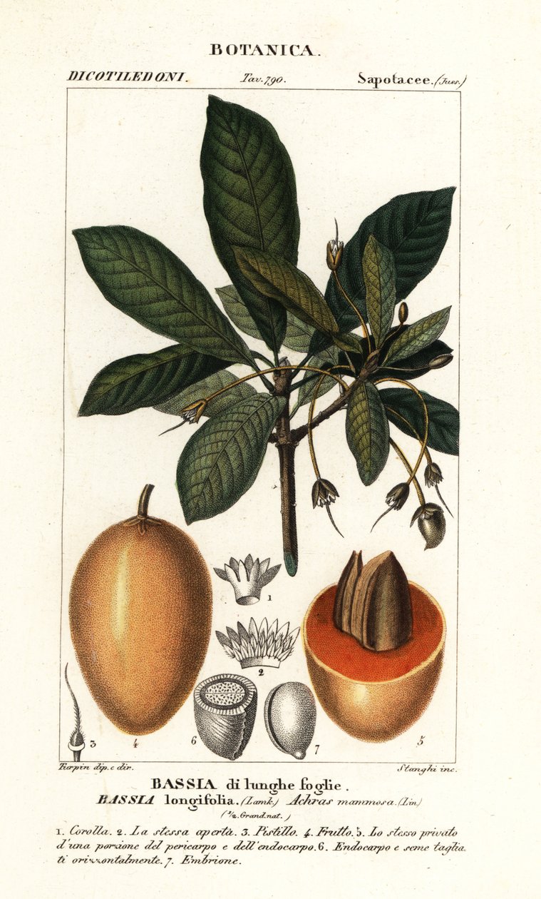 马胡瓜树，Madhuca longifolia 作者 stanghi stanghi