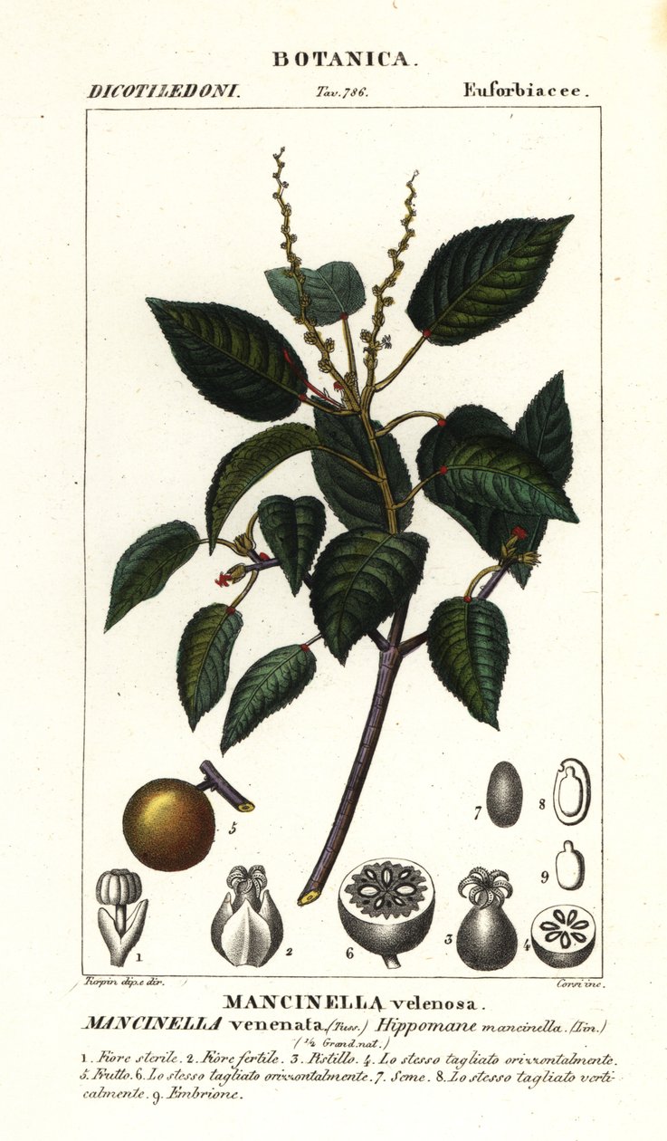 Manchineel 或海滩苹果树、Hippomane mancinella 作者 stanghi stanghi