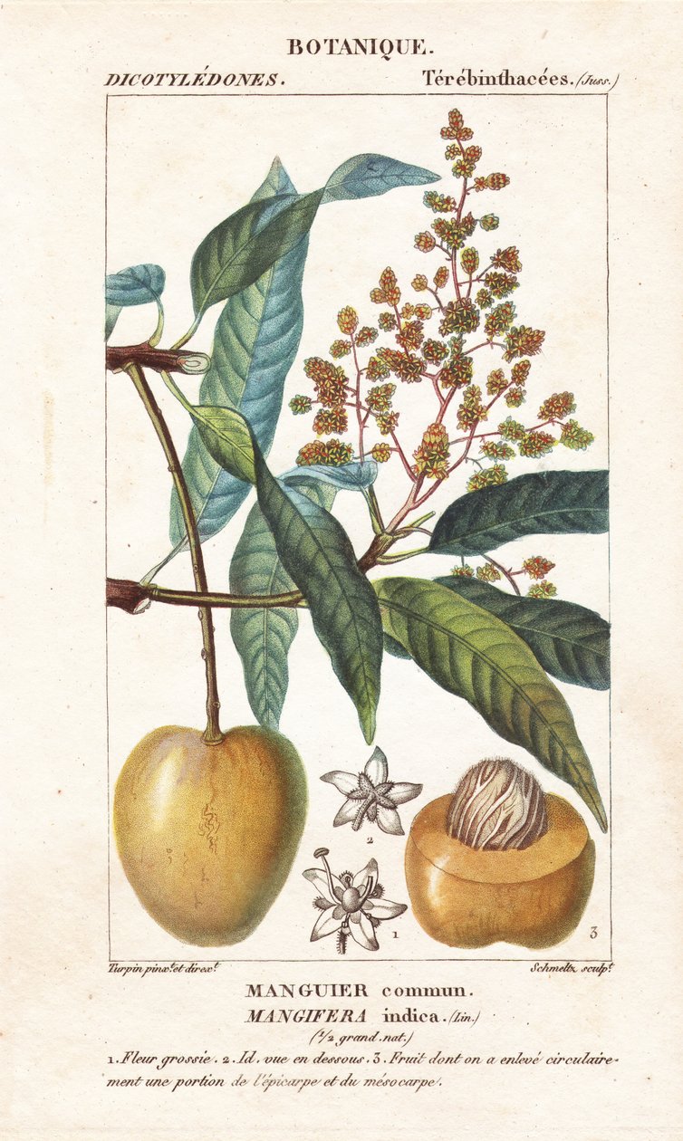 芒果果实和部分，Mangifera indica 作者 stanghi stanghi